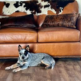 Australian Cattle Dog Puppies from Lakota Australian Cattle Dogs