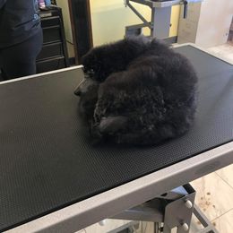 Poodle Puppies from Cedar Cove Standard Poodles