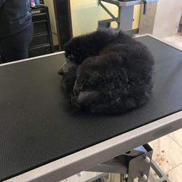 Poodle Puppies from Cedar Cove Standard Poodles