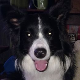Thunder - Border Collie