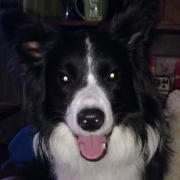 Thunder - Border Collie