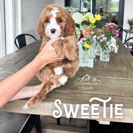 Bernedoodle and Cavapoo Puppies from Wonderful World Doodles