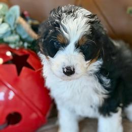 Cole - Black tri-color male Aussiedoodle puppy in Burbank, Ohio from Berns & Doodles