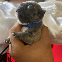 French Bulldog Puppies from Bully Mates