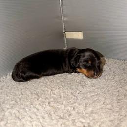 Totino Roll - Black and tan male Dachshund puppy in Phelan, California from Desert Sunset Dachshunds
