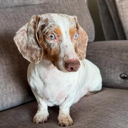 Glams - Dachshund