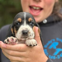 Boy 2 - Black brown and white male Basset Hound puppy in Lindley, New York from Hill Top Basset Hounds & Cane Corso