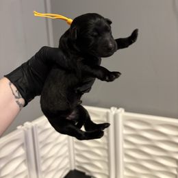 Daffy - Black female German Shepherd puppy in Knowlton Township, New Jersey from Augenblick Kennels