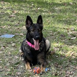 Nissa - German Shepherd