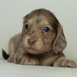 Girl 2 - Dapple female Dachshund puppy in Memphis, Tennessee from Lone River Dachshunds