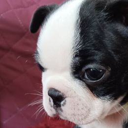 Boston Terriers from Tasmins Treasures