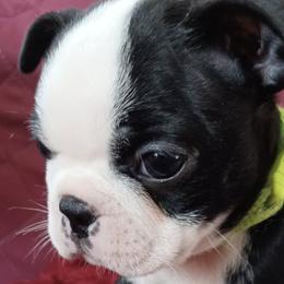Boston Terriers from Tasmins Treasures