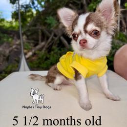 Rue 7000 - Chocolate sabled fawn male Chihuahua puppy in Naples, Florida from Naples Tiny Dogs