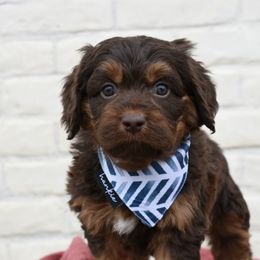 Chewbacca - Brown Bernedoodle puppy in Salem, Utah from Doodle Doodle Dogs