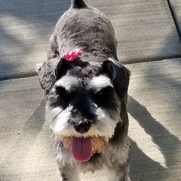 Miniature Schnauzers from Sovereign Gemstone Schnauzers