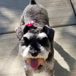 Miniature Schnauzers from Sovereign Gemstone Schnauzers