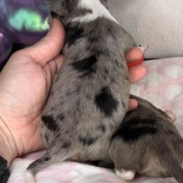 Blue Merle - Blue merle male Chihuahua puppy in Sherwood, Arkansas from Bartelt Breeders
