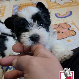 Mira - Parti female Yorkshire Terrier puppy in California from Corazon de gigante