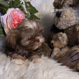 Hazel - Chocolate and tan female Shih Tzu puppy in Center Point, Iowa from Puppies in a Box Shih tzus
