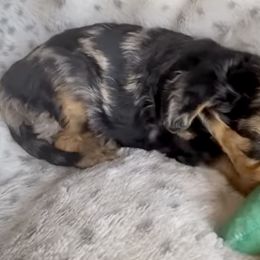 Assorted Doodle Crosses, Dachshunds, and Maltipoos from Angel Blue Dogs