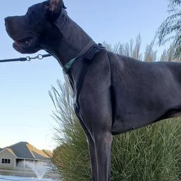 Great Danes from Karla's Great Danes
