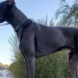 Great Danes from Karla's Great Danes