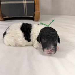 Blitzen - Parti male Poodle puppy in Luana, Iowa from Country View Bernedoodles and Goldendoodles