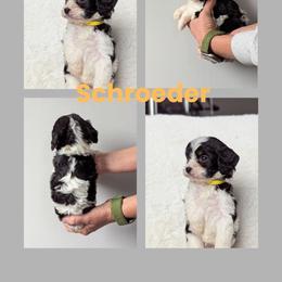 Schroeder - Tri-color male Cavapoo puppy in Newdale, Idaho from Canyon Creek Puppies