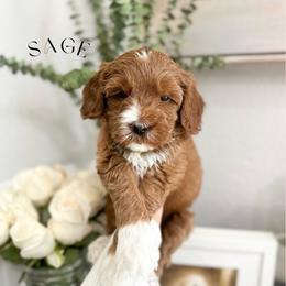 Sage - Apricot female Australian Labradoodle puppy in Palmdale, California from Heavenly Doodles