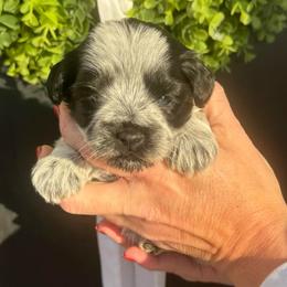 Purple girl - Parti female Miniature Schnauzer puppy in Oneonta, Alabama from Murphree Valley Kennels