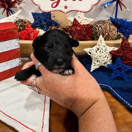 Monica - Black and white female Aussiedoodle puppy in Abbeville, South Carolina from Double E Doodles