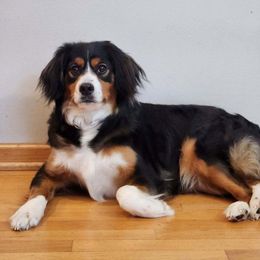 Ruby - Bernedoodle