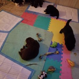 Newfoundland Puppies from Country Magik