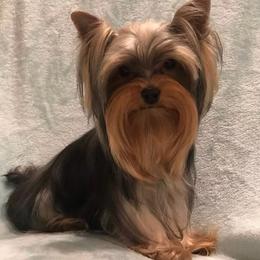 Armani - Yorkshire Terrier
