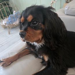 Bentley - Black and tan male Cavalier King Charles Spaniel puppy in Mesa, Arizona from Comfort Royalty Cavaliers