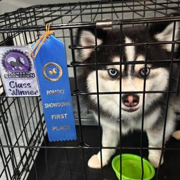 Cyber - Pomsky