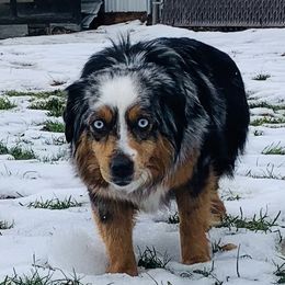 Mercedes - Toy Australian Shepherd