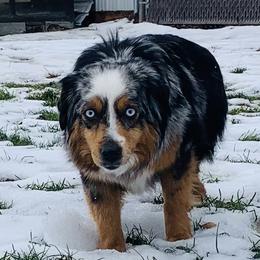 Mercedes - Toy Australian Shepherd
