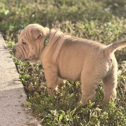Mayonnaise - Blue sable male Chinese Shar-Pei puppy in Lehigh Acres, Florida from Florida Wrinkles