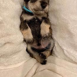 Miniature Schnauzer Puppies from Dixieland Miniature Schnauzers