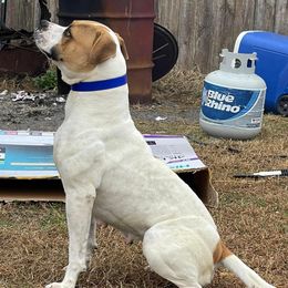 Jersey - American Bulldog