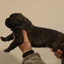 Girl 2 - Black brindle female Cane Corso puppy in Cable, Ohio from Americana Cane Corso