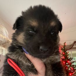 German Shepherd Puppies from Cedarwood K9's & Kats