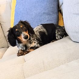 Razor  - Dachshund