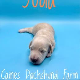 Yoda - Cream male Dachshund puppy in Cincinnati, Ohio from Caines Dachshund Farm