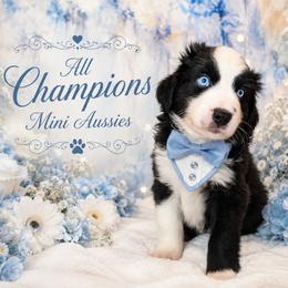 Black and white - Black & white male Miniature Australian Shepherd puppy in Florida from All Champions Mini Aussies & ABW Great Danes