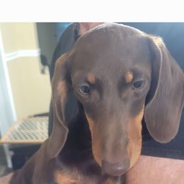 Levi - Chocolate and tan male Dachshund puppy in Randolph, Texas from Spindle's Little Treasures