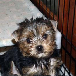Milo - Black and gold male Yorkshire Terrier puppy in Baraga, Michigan from Ojibwa Yorkies