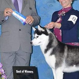 Siberian Huskies from StormStruck Siberians