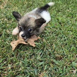 Chanel - Red white and sable female Papillon puppy in Hollister, Missouri from Swan Creek Kennel